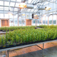 Illustration for article titled Emory Greenhouse